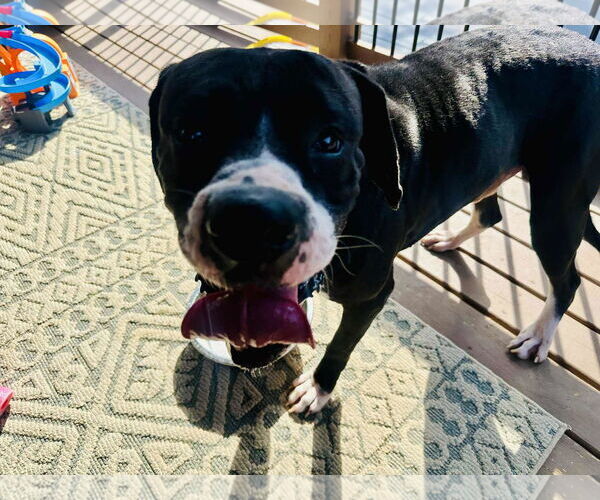 Medium Photo #4 Boxer Puppy For Sale in Burnsville, MN, USA