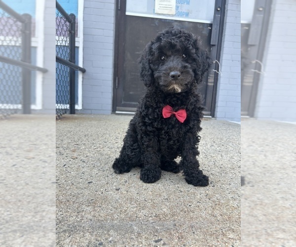 Medium Photo #1 Goldendoodle mix (+ Poodle Miniature) Puppy For Sale in RANDOLPH, MA, USA