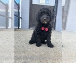 Small Goldendoodle mix (+ Poodle Miniature)