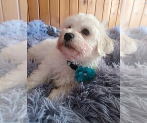 Mal-Shi-Poodle (Toy) Mix Puppy for sale in WOBURN, MA, USA