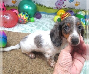 Dachshund Puppy for sale in RATTAN, OK, USA