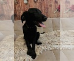 Small #2 Golden Labrador