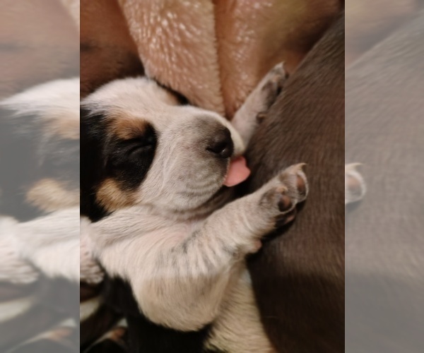 Medium Photo #6 Beagle Puppy For Sale in BOWLING GREEN, MO, USA