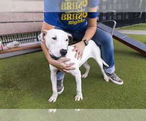 Mutt Dogs for adoption in Waco, TX, USA