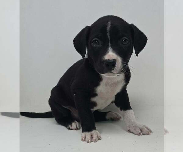 Medium Photo #1 Labrador Retriever-Unknown Mix Puppy For Sale in Brewster, NY, USA