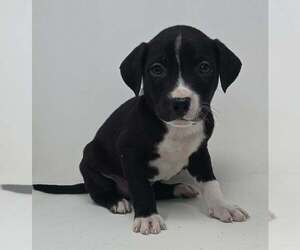 Labrador Retriever-Unknown Mix Dogs for adoption in Brewster, NY, USA