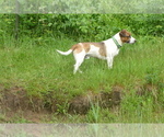 Small #2 Jack Russell Terrier