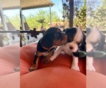 Small Photo #7 Cavalier King Charles Spaniel Puppy For Sale in ORO VALLEY, AZ, USA