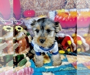 Yorkshire Terrier Puppy for sale in CASSVILLE, MO, USA
