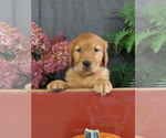 Susie - Female Golden Retriever Puppy for Sale - Photo #5