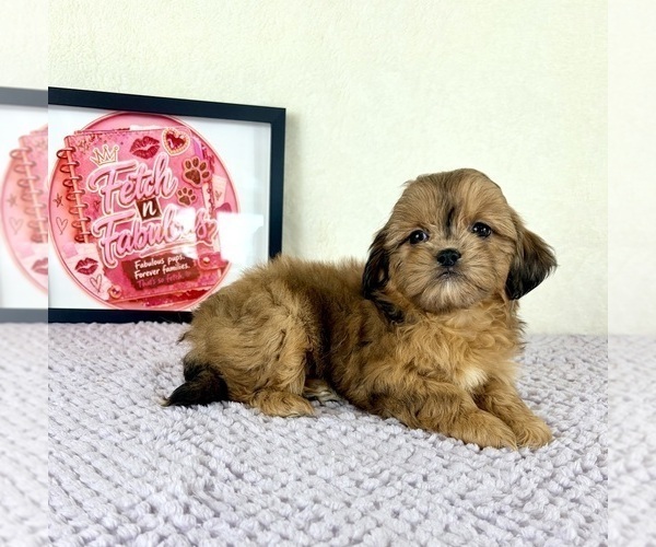Medium Photo #4 Shih-Poo Puppy For Sale in INDIANAPOLIS, IN, USA