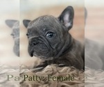 Small #3 French Bulldog