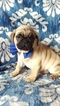 Small Photo #3 Pug Puppy For Sale in EDEN, PA, USA