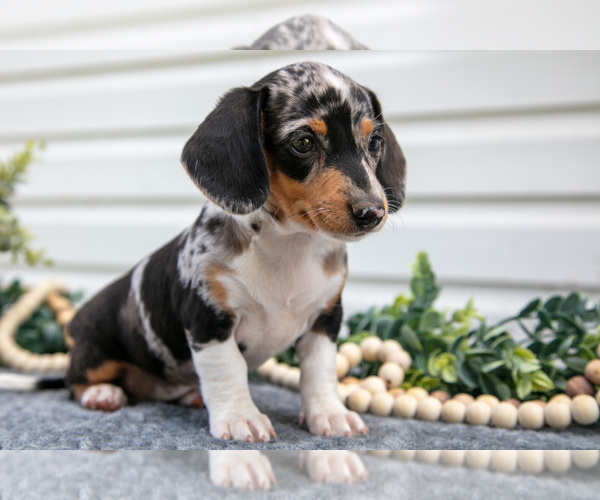 Medium Photo #8 Dachshund Puppy For Sale in ELIZABETHTOWN, PA, USA