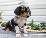 Puppy Myra Dachshund