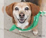 Small #3 Beagle Mix