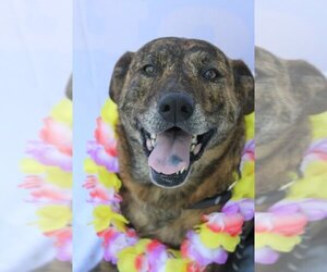 Sophie Rose (Trinity) - Female Plott Hound-Unknown Mix Dog for Adoption - Photo #4