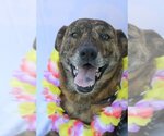 Small #3 Plott Hound Mix