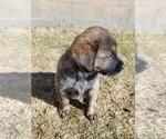 Puppy Jack Golden Shepherd