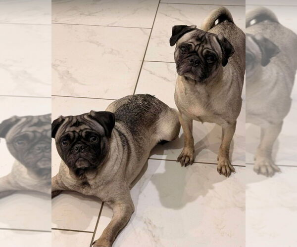 Medium Photo #2 Pug Puppy For Sale in Lakewood, CO, USA