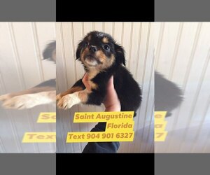 ShiChi Puppy for sale in SAINT AUGUSTINE, FL, USA