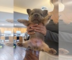 Puppy Smokey French Bulldog