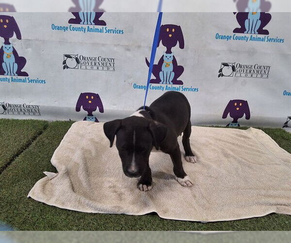 Medium Photo #1 American Pit Bull Terrier Puppy For Sale in Orlando, FL, USA