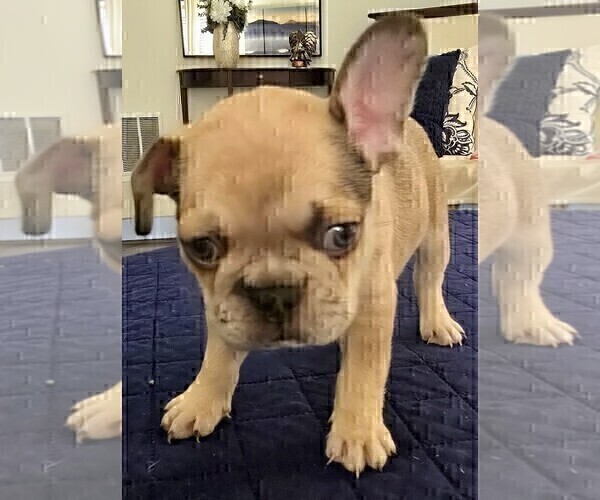 Medium Photo #10 French Bulldog Puppy For Sale in CHINO HILLS, CA, USA