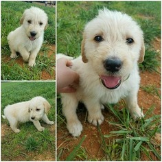 Labradoodle Puppy for sale in MADISONVILLE, TN, USA