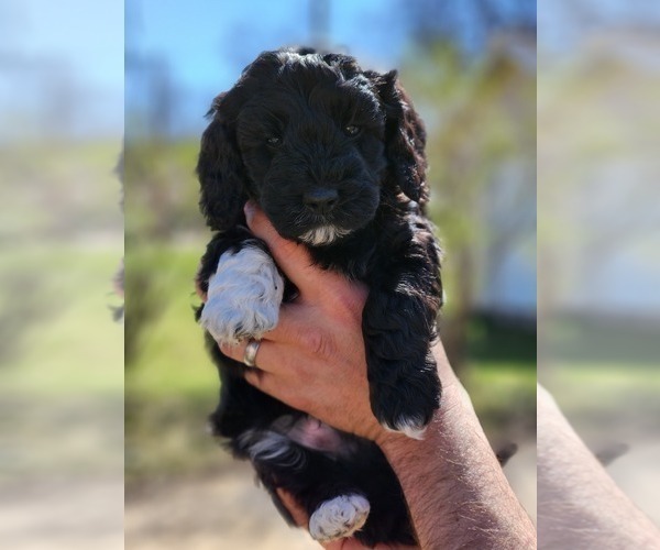 Medium Photo #1 Poodle (Miniature)-Springerdoodle Mix Puppy For Sale in STRUM, WI, USA