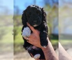 Small Photo #1 Poodle (Miniature)-Springerdoodle Mix Puppy For Sale in STRUM, WI, USA