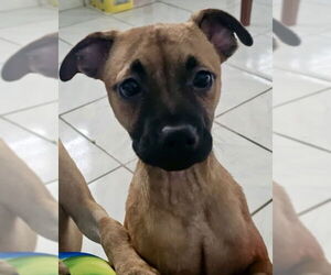 Chug Dogs for adoption in Jefferson, NJ, USA