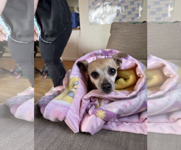 Medium Photo #7 Chihuahua-Unknown Mix Puppy For Sale in Fort Collins, CO, USA
