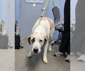 Labrenees Dogs for adoption in Evansville, IN, USA