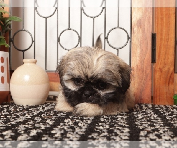 Medium Photo #4 Shih Tzu Puppy For Sale in NAPLES, FL, USA