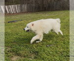 Small #3 Great Pyrenees