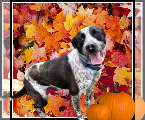 Medium Photo #1 Mutt Puppy For Sale in Mt. Laurel, NJ, USA