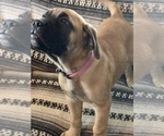 Small Photo #3 Bullmastiff Puppy For Sale in CLIFTON, CO, USA