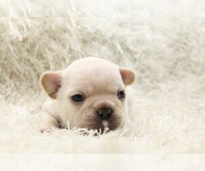 French Bulldog Puppy for sale in MARGATE, FL, USA