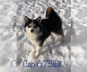 Pomsky Puppy for sale in SAVOY, MA, USA