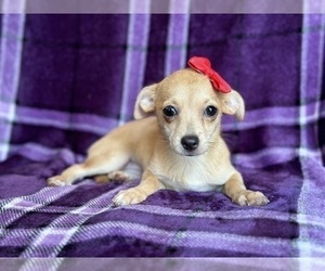 Chihuahua Puppy for sale in LAKELAND, FL, USA
