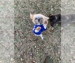 Small Photo #3 Shih Tzu Puppy For Sale in ATLANTA, GA, USA