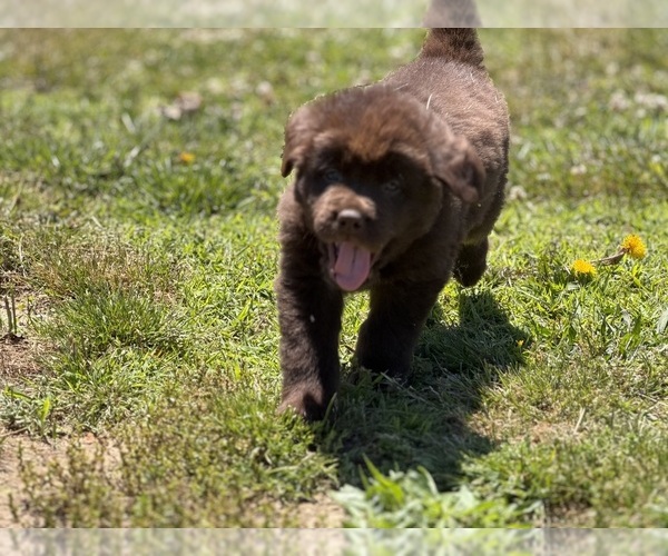 Medium Photo #3 Newfoundland Puppy For Sale in BRADYVILLE, TN, USA