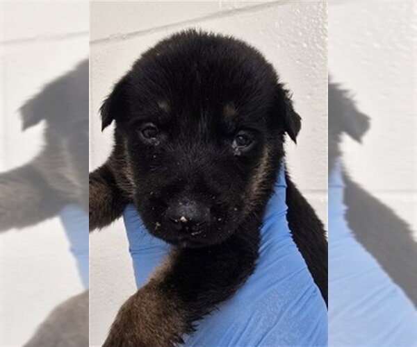 Medium Photo #1 German Shepherd Dog-Unknown Mix Puppy For Sale in San Bernardino, CA, USA