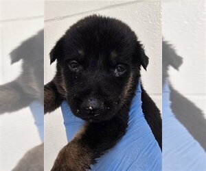 German Shepherd Dog-Unknown Mix Dogs for adoption in San Bernardino, CA, USA