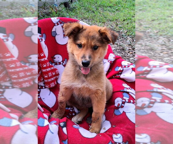 Medium Photo #1 Australian Shepherd-Unknown Mix Puppy For Sale in Missouri City, TX, USA