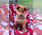 Small Australian Shepherd Mix