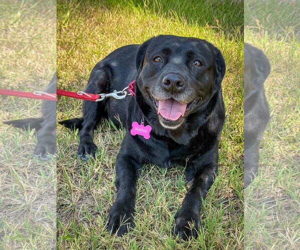 Medium Photo #1 Labrador Retriever-Unknown Mix Puppy For Sale in San Diego, CA, USA