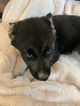 Small Photo #3 German Shepherd Dog-Siberian Husky Mix Puppy For Sale in HARRISON, AR, USA