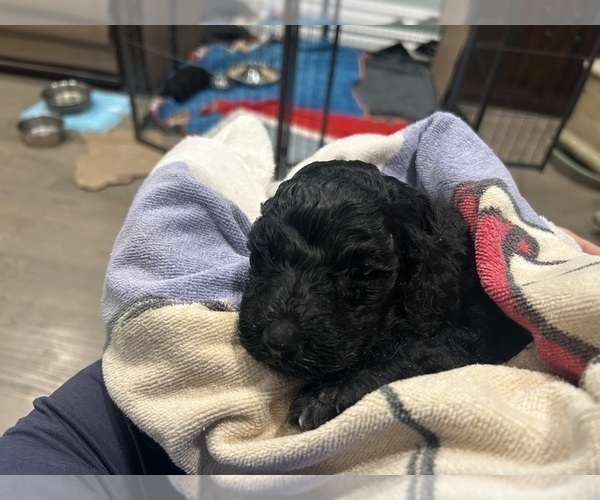 Medium Photo #6 Goldendoodle Puppy For Sale in BUDD LAKE, NJ, USA